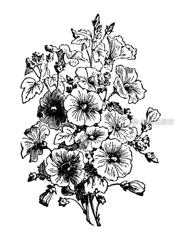 古董雕刻插图:Lavatera trimestris